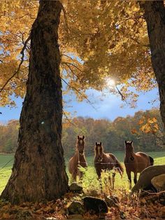 four horses are standing in the grass under trees with yellow leaves on their heads and feet