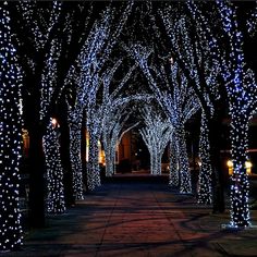 lighted trees are lined up along the sidewalk