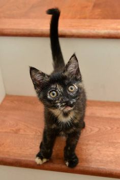 a small black and brown kitten standing on top of a wooden stair case with it's front paws in the air