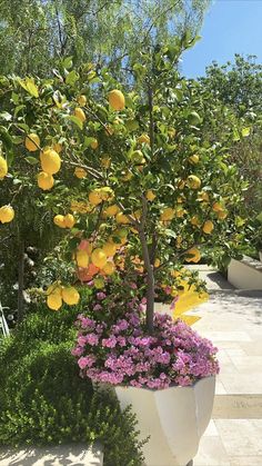 a potted tree with lots of yellow fruit on it and purple flowers in the foreground