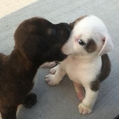 two puppies playing with each other on the floor