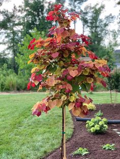 a small tree with red and yellow leaves in the middle of a garden area, surrounded by mulch