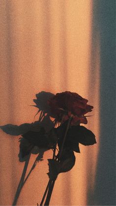 a single red rose sitting on top of a table in front of a curtained window