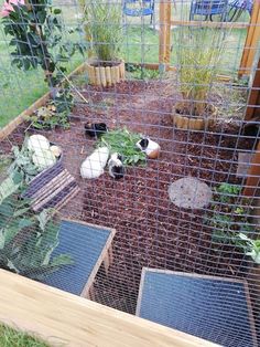 several small black and white animals in a fenced in area with potted plants