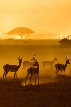 a herd of deer standing on top of a grass covered field at sunset with trees in the background