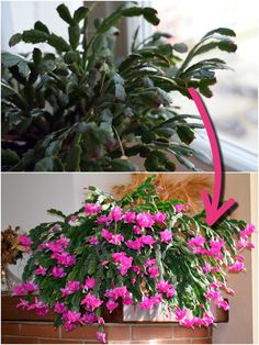 a plant with pink flowers is shown in two different pictures, one has green leaves and the other has purple flowers