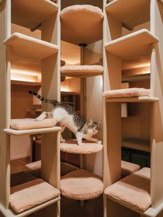 a cat standing on top of a pet tree in a room filled with lots of shelves