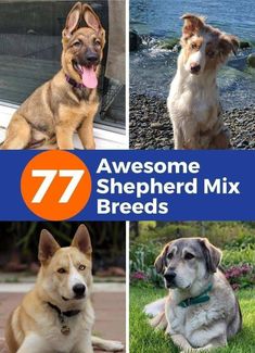 there are four different breeds of shepherd mix dogs in this collage with the words, 77 awesome shepperd mix breeds