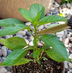 a plant with green leaves is in a pot on the ground next to some rocks