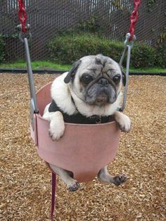 a pug dog sitting in a pink swing