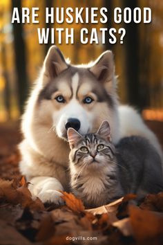 a dog and cat laying in leaves with the caption are huskies good with cats?