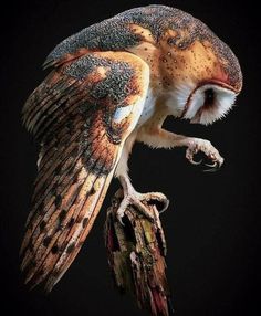 an owl perched on top of a tree branch with it's wings spread out