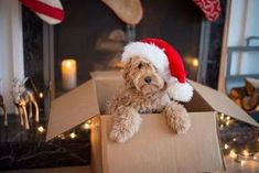 a dog wearing a santa hat sitting in a box