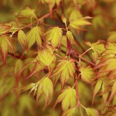 the leaves of a tree with red and yellow tips are shown in this close up photo