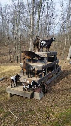 several goats are standing on steps in the woods