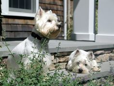 two small white dogs sitting next to each other in front of some bushes and flowers