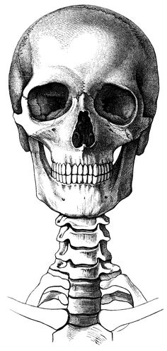 a black and white drawing of a human skull with the lower jaw exposed, viewed from behind