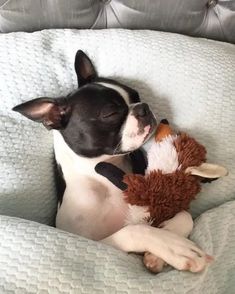 a black and white dog laying on top of a bed next to a stuffed animal