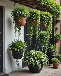 several hanging plants on the outside of a house