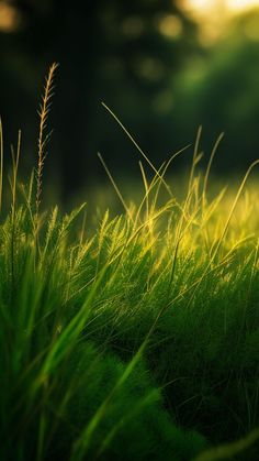 green grass in the sunlight on a sunny day