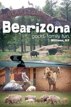 the cover of bearizna's book, good family fun williams, az