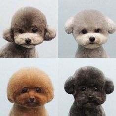 four poodle puppies are shown with different colors