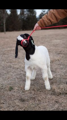 a small black and white goat being held by a person with a red harness on