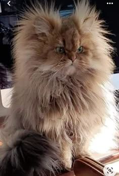 a fluffy cat sitting on top of a desk