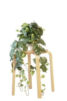 a potted plant sitting on top of a wooden stand