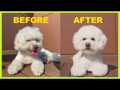 before and after photos of a white poodle sitting on the ground with his tongue out