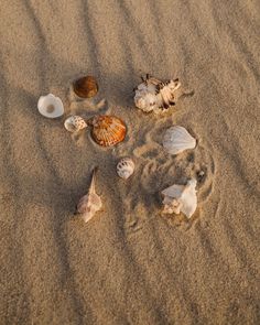 shells and seashells on the sand at the beach