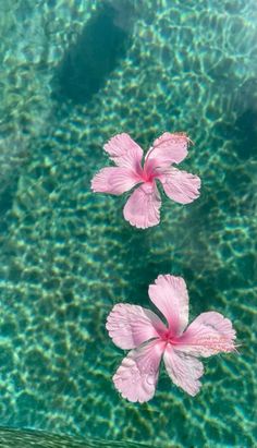 two pink flowers floating in the water