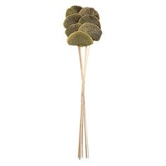 a bunch of green flowers sitting on top of a wooden stick in front of a white background