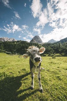 a cow standing on top of a lush green field under a blue sky with clouds