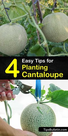 the four steps in how to grow cantaloupe