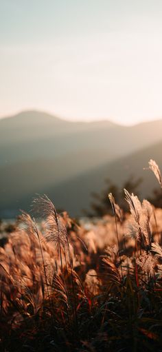 some tall grass with mountains in the background