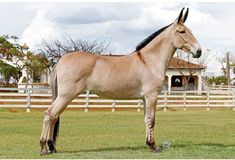 a brown horse standing on top of a lush green field next to a white fence