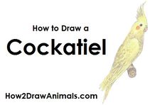 how to draw a cockatiel