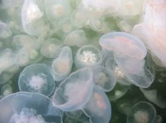 many jellyfish are swimming in the water