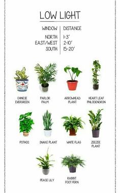 a poster showing different types of house plants