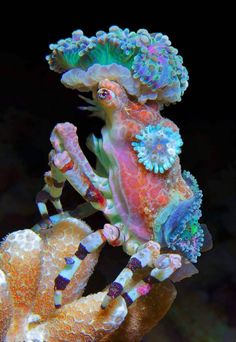 the colorful seahorse is standing on its hind legs