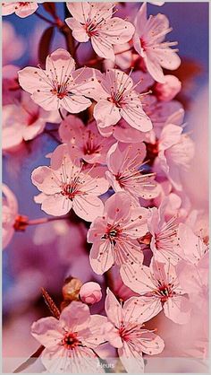 pink flowers are blooming on a tree branch