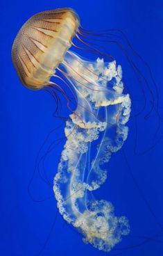 Jelly Fish Reference Photo, Pretty Fish Ocean, Beautiful Fish Ocean Life, Jelly Fish Photography, Jellyfish Reference, Ocean Creatures Art, Fish Beautiful, Jellyfish Photo