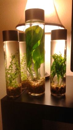 three glass vases filled with plants on top of a wooden table next to a lamp