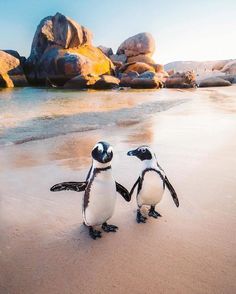 two penguins standing on the beach facing each other