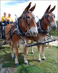 two brown horses pulling a carriage with people in the back and on it's sides