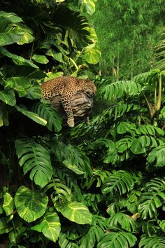 a leopard is hiding in the jungle surrounded by green plants and trees, with its head resting on a tree branch