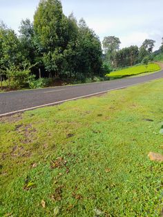 a stop sign sitting in the middle of a lush green field next to a road