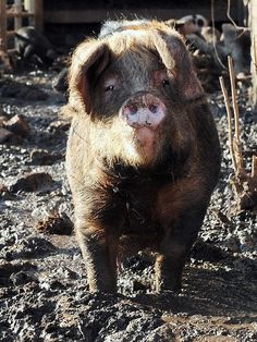 a small pig standing on top of a dirt field