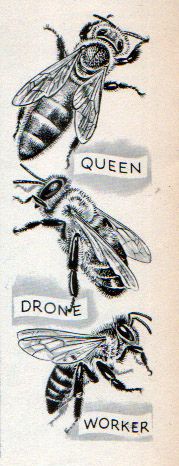 an old book with pictures of bees on it